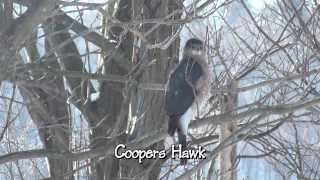 Coopers and Sharp shinned Hawks and other birds [upl. by Gennifer]