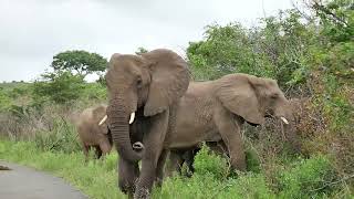 African bush elephant Loxodonta africana group on the move  Hluhluwe South Africa 28112022 [upl. by Ervine]