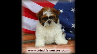 Cocoa Andre 12 shichon puppies for sale [upl. by Atinnor]