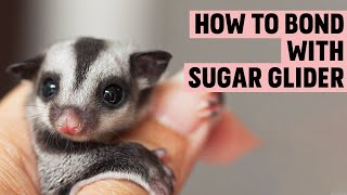 How to Bond with a Sugar Glider  Sugar Glider Behavior [upl. by Amisoc]