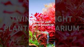 Aquariums with TWINSTAR Light twinstarlight aquariumlighting fishtank plantedtank [upl. by Hendrix31]