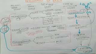 Development of Brain  TCML [upl. by Otnas]