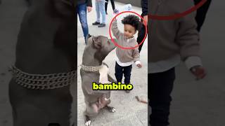 Bambino COLPISCE un CANE MA POI…😱 virale [upl. by Macknair]