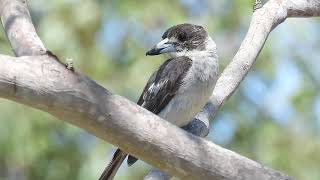 Grey Butcherbird Hervey Bay Qld [upl. by Nerok636]