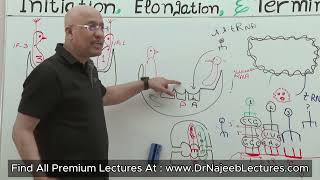 Ribosomes Structure and Function [upl. by Alton]