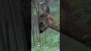 Rehbock am fegen [upl. by Rosamond]