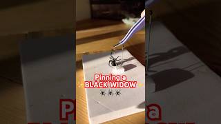 Pinning the black widow from a rehydration chamber spiders blackwidow blackwidows howto diy [upl. by Seligman]