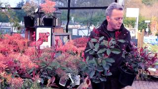 Glendoick Photinia and Pieris [upl. by Kabob248]