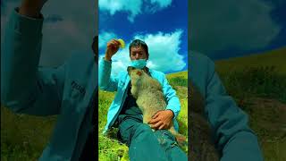 Cute Wild animal bobak marmot or prairie dog eating cookies yummy 103 [upl. by Nerro578]