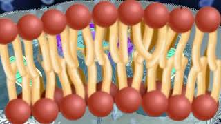 Cell Membrane Structure and Function part 1 animal cell [upl. by Psyche]