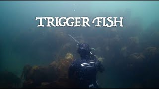 Trigger Fish  Spearfishing Northumberland  Tide to Table [upl. by Erelia884]