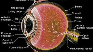 Histology of Eye mbbshistology [upl. by Ettedualc]