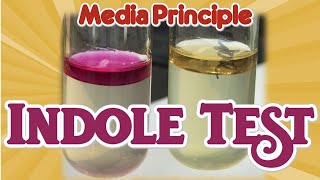 Indole Test Principle II Biochemical test II Microbiology Media II Practical [upl. by Nueovas]