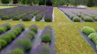 Evening Light Lavender Farm 2022 Festival [upl. by Asilrahc]