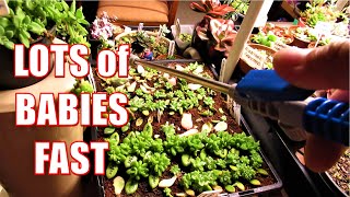 HOW TO GROW Succulents FAST Indoor LEAF PROPAGATION amp WATERING [upl. by Beaver]