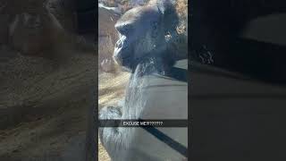 Gorilla Flips People Off [upl. by Ehtyaf]