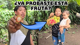 Peluda Licha Achotio Rambutan Mamón  ¿Como Conoces Esta Fruta [upl. by Arenat164]