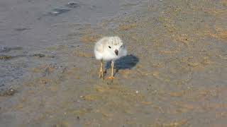 Piping Plover chick 3 [upl. by Saibot250]