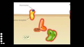 Cholera Toxin Mode of Action [upl. by Rett]