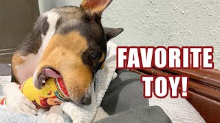 Basenjis Favorite Toy [upl. by Vena]