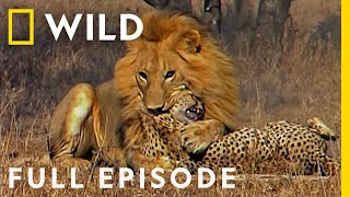 Male Lions Brutally Attack Cheetahs Full Episode  Cat Wars Lion vs Cheetah  Serengeti [upl. by Whitten]