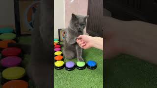 Говорящий Умный Кот Smart Talking Cat [upl. by Euqirat]