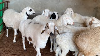 Dumba Sheep Farming Part 2  Jaipur Rajasthan [upl. by Karleen]