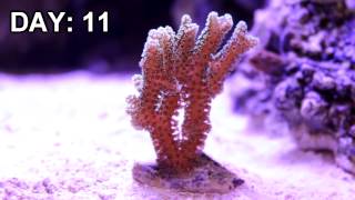 Birds Nest Coral Under LED Aquarium Light Time Lapse [upl. by Lianne]