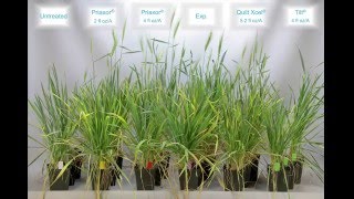 Priaxor and Winter Wheat Cold Stress [upl. by Eidnar]