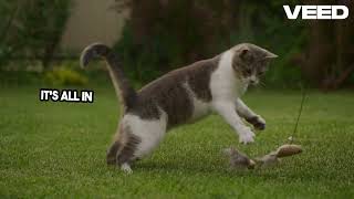 The Incredible Agility of Cats Explained [upl. by Belac]