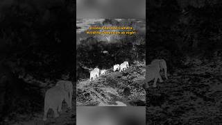 Night Vision with Zenmuse H30T Unveiling Ugandas Wildlife at Night [upl. by Ramsa39]