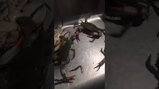 The crabs are fighting……螃蟹打架。shorts crabs funny [upl. by Adas]