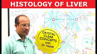 Hepatocytes and Portal Vein  Liver Histology  Dr Najeeb [upl. by Sabelle]