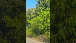 Aadivasi jungle🏕🍇  songtendingvideosuperfamilyvlogssupertime youtubeshorts [upl. by Cosme752]