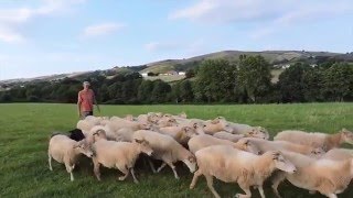 Découvrez létape France Passion de la ferme Agerria  par le Géoptimiste [upl. by Sawyere]