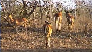 African Wildlife HD Part 1  South Africa Kruger Park 24  Travel Channel [upl. by Sigvard]