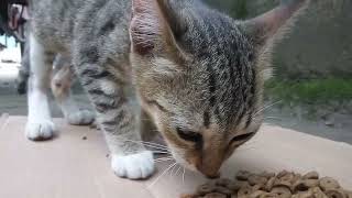 the cat is eating biscuits to be healthy kitten kitty [upl. by Idalla]