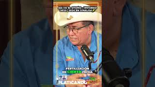 El OI 2324 y el maíz ¿Qué vemos agricultura PlaticandoConDEKALB podcast shortsvideo [upl. by Uy]