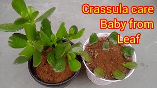 Crassula plant care  crassula plant from leaf March garden work [upl. by Halima]