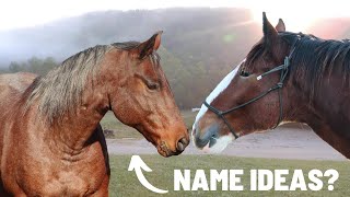 HELP US NAME OUR NEW HORSE  Homestead Update [upl. by Esac670]