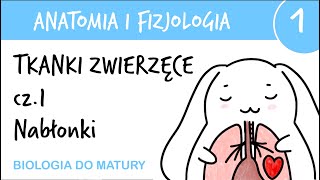 Tkanki zwierzęce cz1  Nabłonkowe  Anatomia i fizjologia 1  matura z biologii [upl. by Yenitsed]