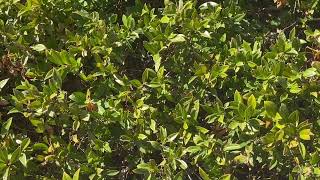 Sarcococca Plant Profile [upl. by Hut]