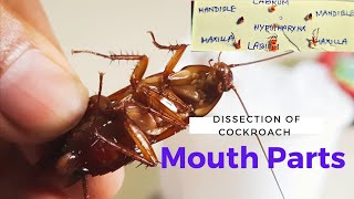 Dissection of Mouth parts of Cockroach  আরশোলার মুখ উপাঙ্গ Academy of Bioscience Zoology [upl. by Ahsenwahs]