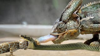 Snake Vs Baby Chameleon Just Giving Birth [upl. by Curnin]