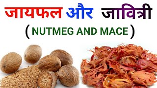 जायफल और जावित्री  NUTMEG AND MACE  USES AND HEALTH BENEFITS by JATIN NAGI EDU PILLAR [upl. by Halpern]