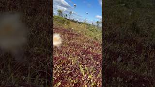 orono bog boardwalk [upl. by Neraj]