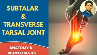 SUBTALAR amp TRANSVERSE TALAR JOINT ANATOMY BIOMECHANICS  Ankle Series 3 [upl. by Nahgeam]