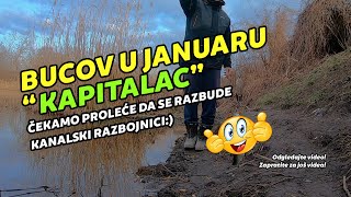 Bucov quotkapitalacquot na kaster 18g  Kanalski razbojnik [upl. by Neelrad]