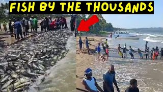 PULLING SEINE ON MAYARO BEACH TRINIDAD  FISH CAUGHT BY THE THOUSANDS FISHING ADVENTURE BEACH [upl. by Aynatal]