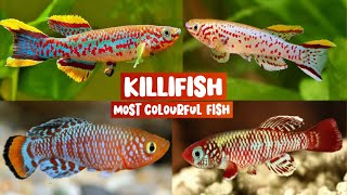 Most colourful fish in the world  Killifish  Killifish Tankmates Killifish breeding Care Food🐠 [upl. by Edva255]